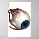 Suche nach human body poster People