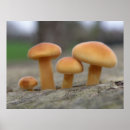 Suche nach toadstool poster Pilze