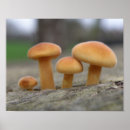 Suche nach macro poster Pilze