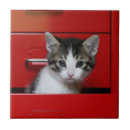 Suche nach hauskatzen fliesen Tier