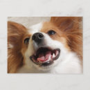 Suche nach papillon hund postkarten Schmetterling