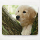Suche nach labrador welpen mousepads Tiere
