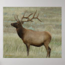 Suche nach samt poster Wapiti