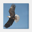 Suche nach flug magnete Raubvogel