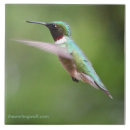 Suche nach kolibri fliesen Jede person