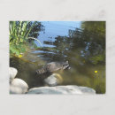 Suche nach racoon postkarten Tier