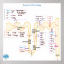 Suche nach physiologie poster Medizin