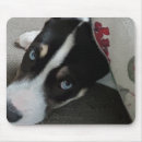Suche nach pitbull hund mousepads Hunde