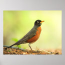 Suche nach amerikanisches rotkehlchen poster Natur