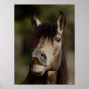 Suche nach headshot poster Pferd