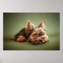 Suche nach yorkie poster Hunde
