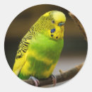 Suche nach parakeet aufkleber Haustier
