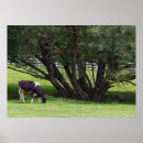 Suche nach cow poster Farm