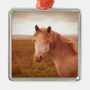 Suche nach wildpferde ornamente Pony