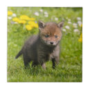 Suche nach wild fliesen Fuchs