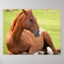 Suche nach grüne weiden poster Tiere
