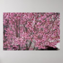 Suche nach rosa kirschblüten poster Naturfotografie