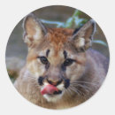 Suche nach cougar aufkleber Natur