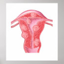 Suche nach female anatomy poster Internal organs