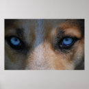 Suche nach wildes kaninchen poster Hund