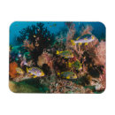 Suche nach aquarium magnete Meeresleben
