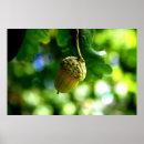 Suche nach eicheln poster Baum