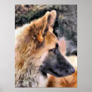 Suche nach shepherd poster Gsd