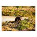 Suche nach wallaby poster Australie
