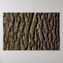Suche nach tree bark poster Texture