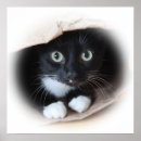 Suche nach hauskatze poster Schwarz weiß katze