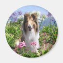 Suche nach collie magnete Tiere