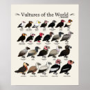 Suche nach geier poster Raubvogel