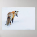 Suche nach red fox poster Winter