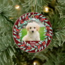 Suche nach hund im schnee ornamente Bild