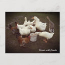 Suche nach lustige ente postkarten Foto