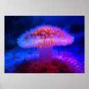 Suche nach rote pilze poster Jede person