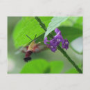 Suche nach schmetterlinge und motten postkarten Blume