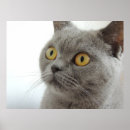 Suche nach überraschte katze Für sie