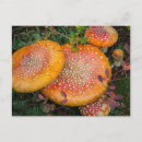 Suche nach roter pilz postkarten Amanita muscaria