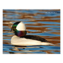 Suche nach männliche ente poster Wasservögel