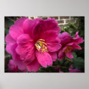 Suche nach kamelien poster Blüte