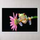 Suche nach baumfrosch poster Natur