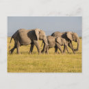 Suche nach amboseli nationalpark postkarten Tier