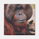 Suche nach orang utans magnete Wild lebende tiere