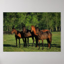 Suche nach thoroughbred poster Equestrian