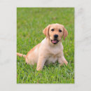 Suche nach labrador retriever postkarten Denken sie
