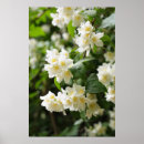 Suche nach jasmin poster Blätter