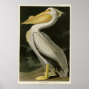 Suche nach amerikanischer vogel poster Illustration