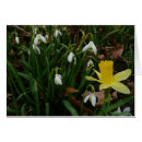 Suche nach trostlose karten Blume