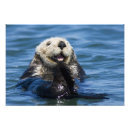 Suche nach seeotter kunst Meeressäuger